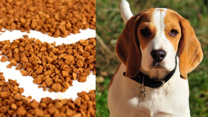 Best Freeze-Dried Dog Food Brands Trending on The Market