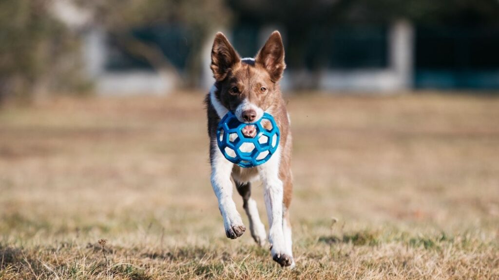Smart toys for dogs