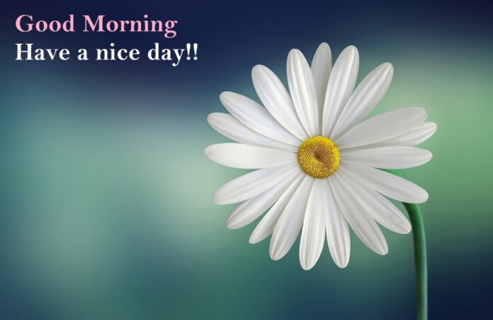 Good Morning Flowers Images HD - GuideByTips