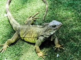 Are Lizards a Good Pet for Young Kids