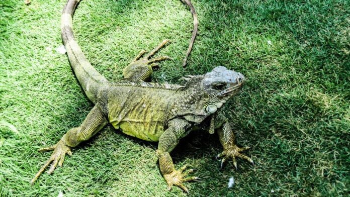 Are Lizards a Good Pet for Young Kids