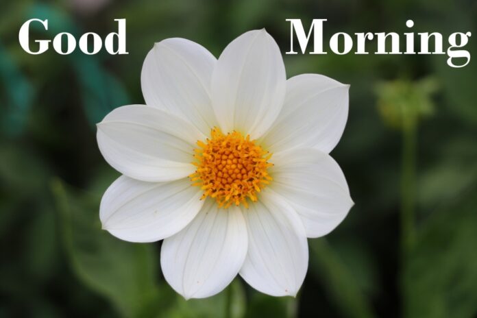 Good Morning Flowers Images HD - GuideByTips