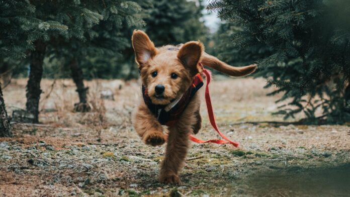 Essential Tips for Choosing the Perfect Mini Goldendoodle Puppy