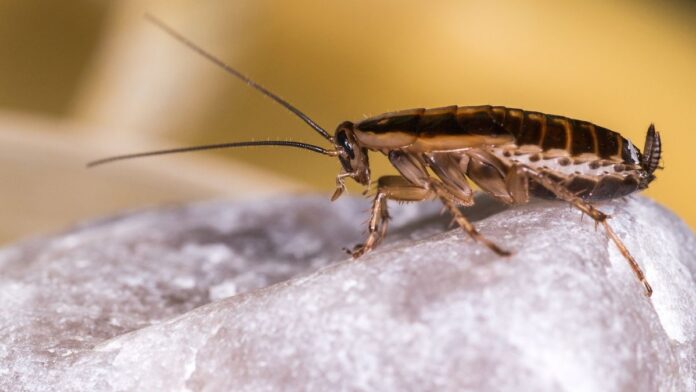 Peculiar Pests and Practical Protectors A Guide to Guarding Your Home
