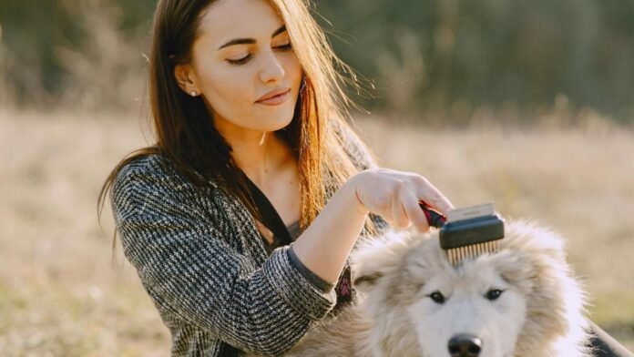 From Walks to Wellness Building a Dog Care Schedule That Sticks